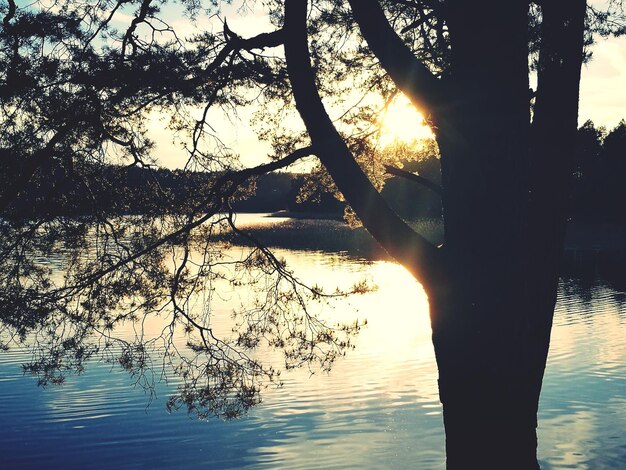 Photo silhouette d'arbre près du lac contre le ciel au coucher du soleil