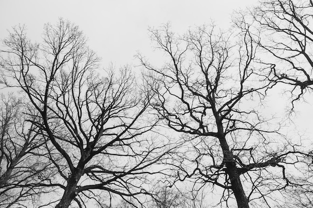 La silhouette d'un arbre sans feuilles sur le fond d'un ciel clair avec des nuages