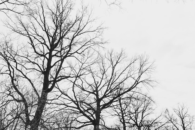 La silhouette d'un arbre sans feuilles sur le fond d'un ciel clair avec des nuages