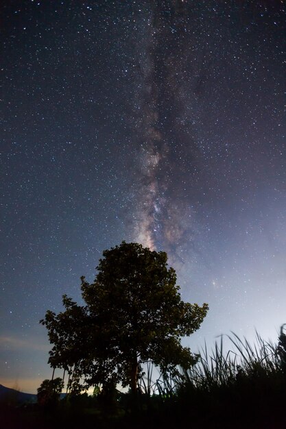 Silhouette d'arbre et voie lactée