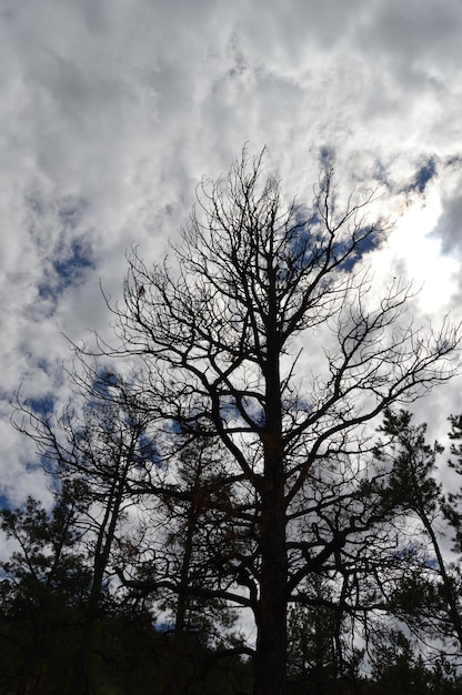 Photo silhouette d'un arbre