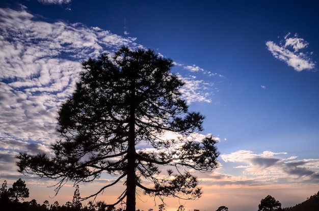 La silhouette d'un arbre