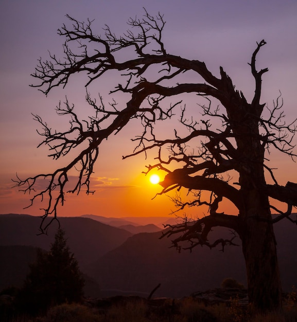 silhouette d&#39;arbre