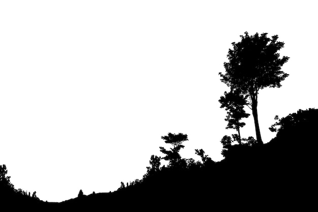 Photo silhouette d'arbre