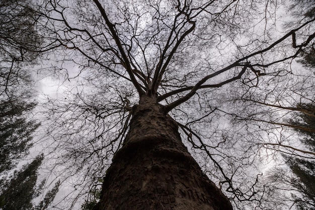 Silhouette d&#39;arbre