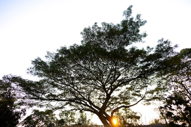 Photo silhouette d'un arbre