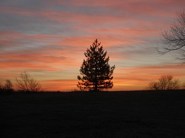 Photo silhouette d'arbres au coucher du soleil