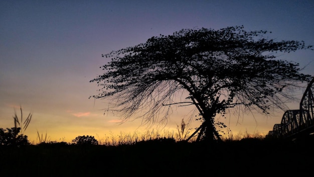 Silhouette d'arbres au coucher du soleil