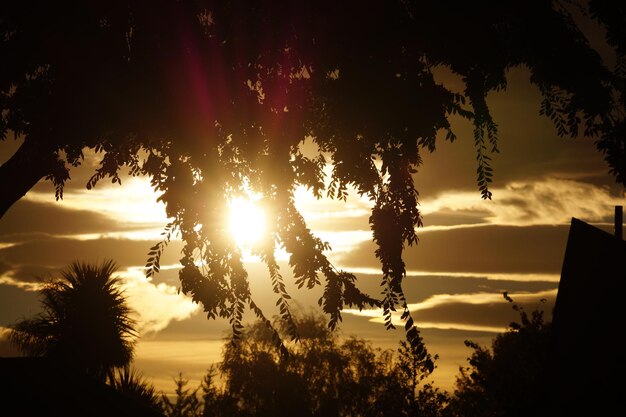 Photo silhouette d'arbres au coucher du soleil