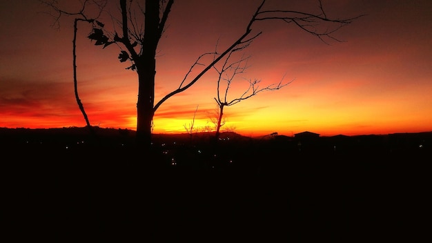 Photo silhouette d'arbres au coucher du soleil