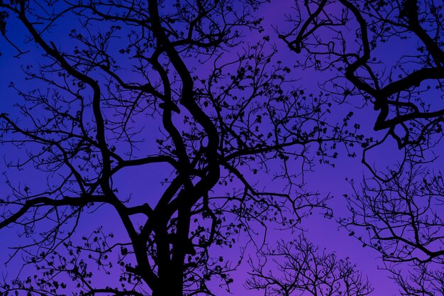 Silhouette d'arbres avec une belle forêt de fond de ciel