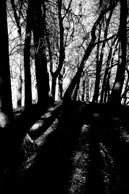 Photo silhouette d'arbres dans la forêt