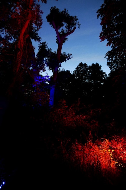 Photo silhouette d'arbres éclairés contre le ciel