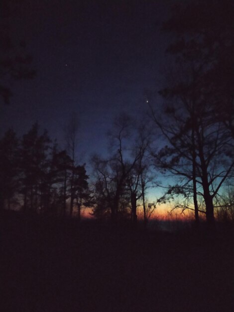 Photo silhouette d'arbres la nuit