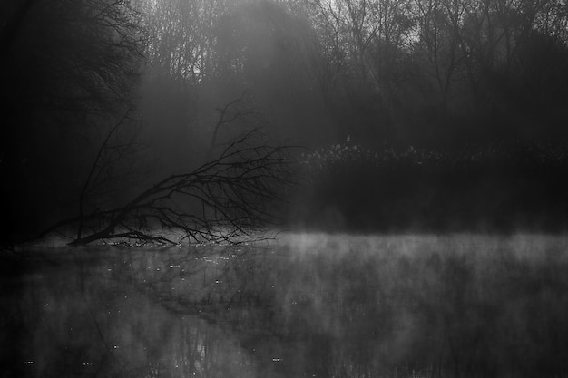 Photo silhouette d'arbres nus au bord d'un lac dans la forêt par temps brumeux