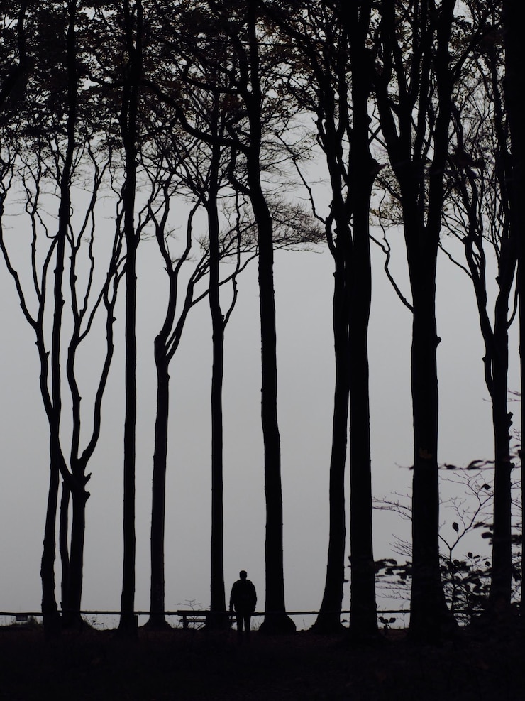 Photo silhouette d'arbres nus contre le ciel