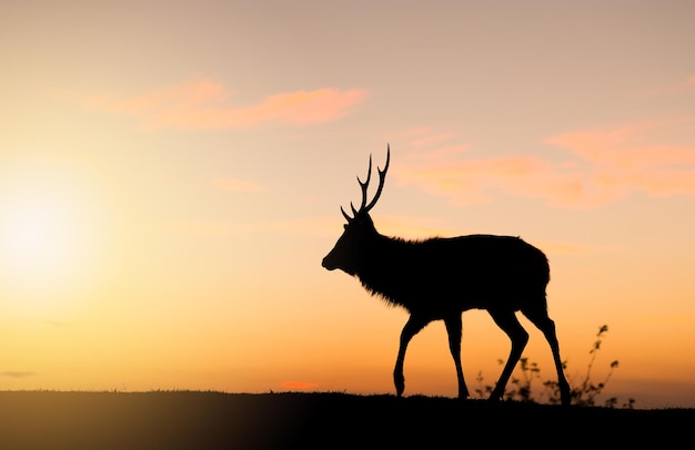 Silhouette de biche sous le coucher du soleil