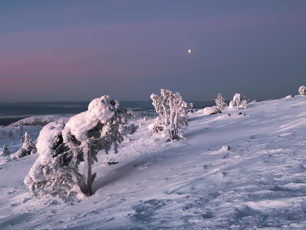 La silhouette bizarre magique du sapin courbé est recouverte de neige sur fond de nuit violet foncé Nature arctique dure avec la pleine lune Conte de fées mystique à la montagne d'hiver