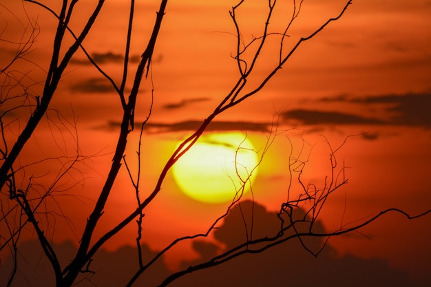 Silhouette d&#39;une branche d&#39;arbre avec coucher de soleil, fond d&#39;halloween.