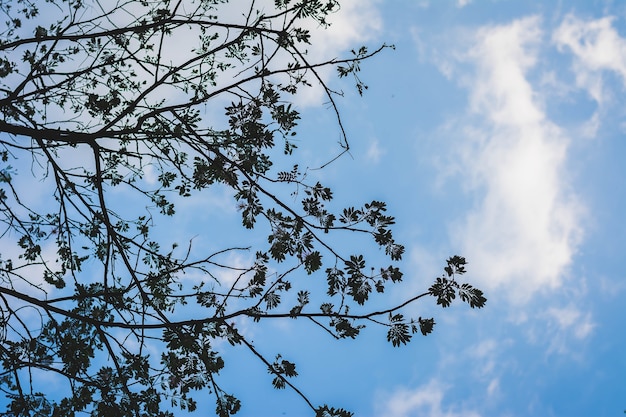 Silhouette d&#39;une branche d&#39;arbre avec fond de ciel nuageux