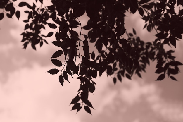 Silhouette d'une branche d'arbre sur un fond rose pâle