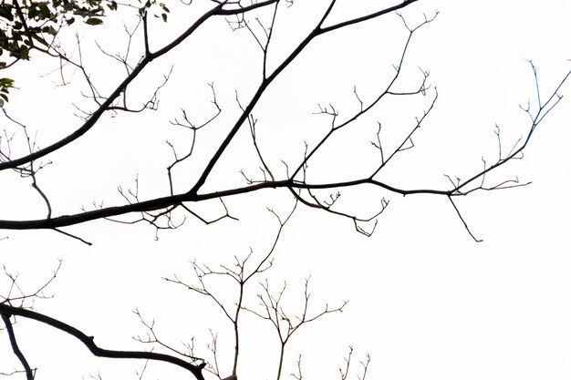 Silhouette d'une branche d'arbre à Rio de Janeiro