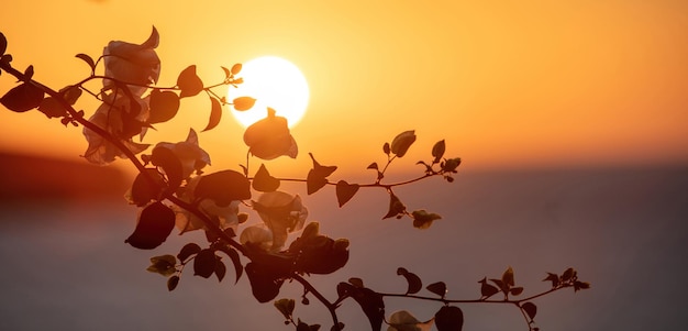 Silhouette de branche de bougainvilliers blancs en fleurs au fond du coucher du soleil Grèce Cyclades Island