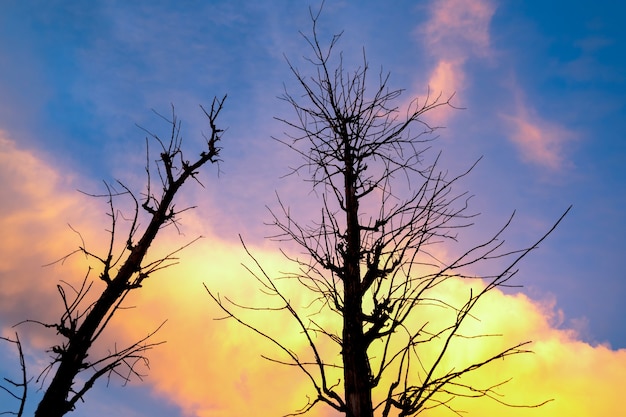 La silhouette des branches d'arbres magnifiquement au coucher du soleil et le ciel orange au crépuscule