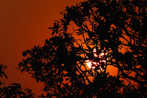 Silhouette de branches au coucher du soleil