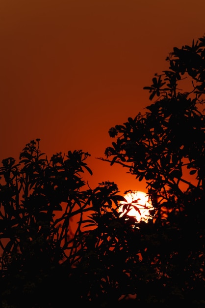 Photo silhouette de branches au coucher du soleil