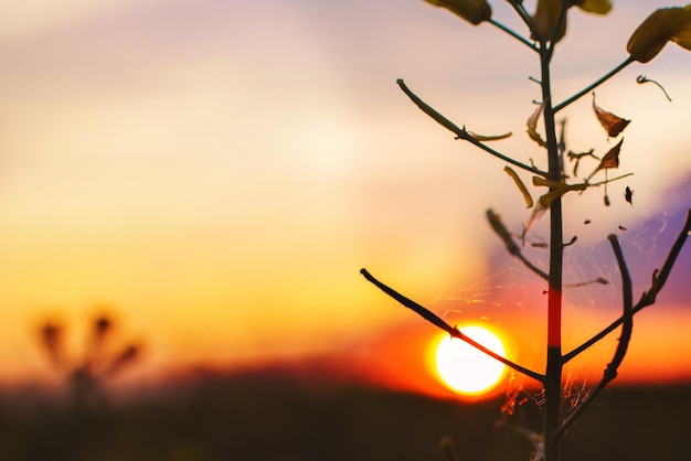 Silhouette de branches d'épinette au coucher du soleil à proximité