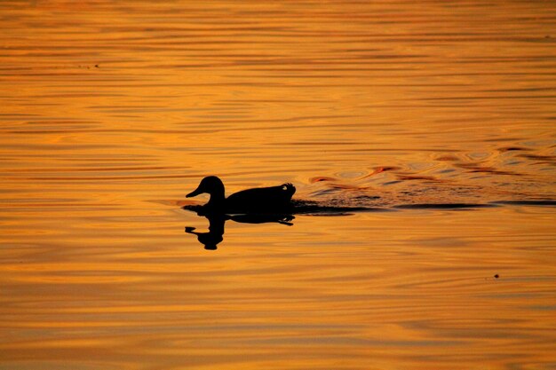 Photo une silhouette de canard nageant dans un lac.