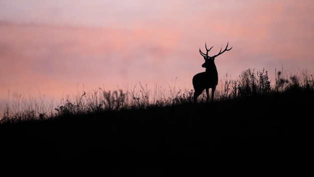 Photo silhouette de cerf rouge regardant vers l'horizon avec un ciel rose