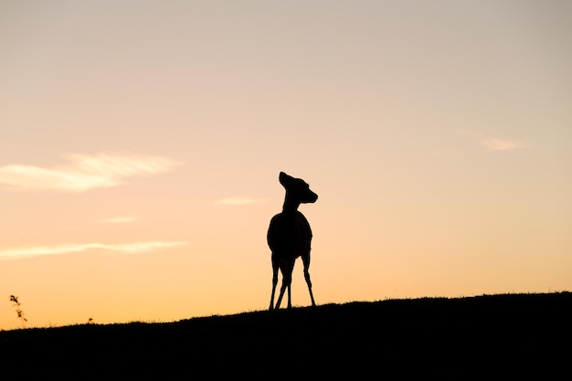 Silhouette de cerf