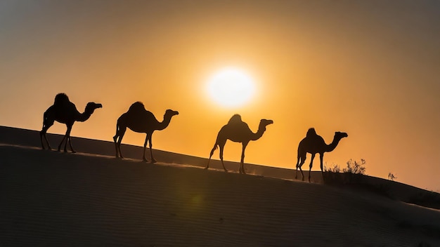 Photo silhouette de chameau dans le désert avec coucher de soleil