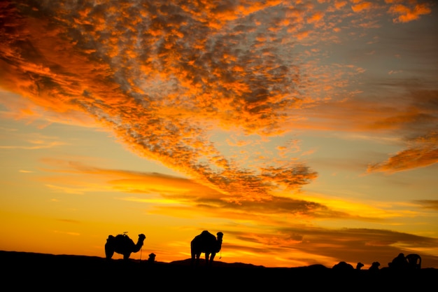 silhouette de chameaux dans le désert