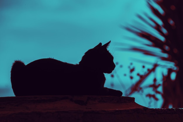 Silhouette d'un chat allongé à l'extérieur près d'un palmier dans la nuit