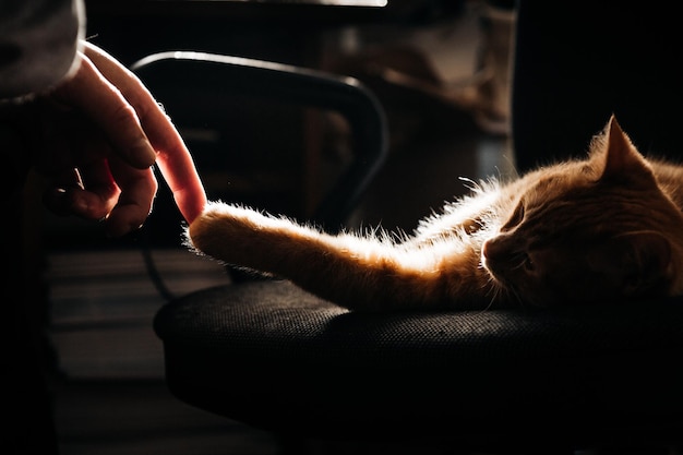 silhouette de chat domestique