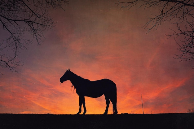 silhouette de cheval avec un beau fond de coucher de soleil