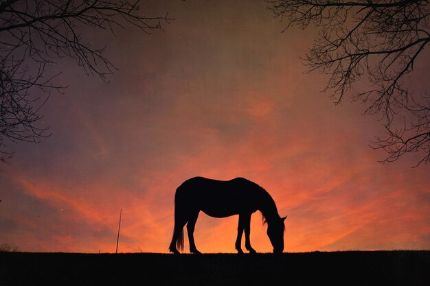 silhouette de cheval avec un beau fond de coucher de soleil