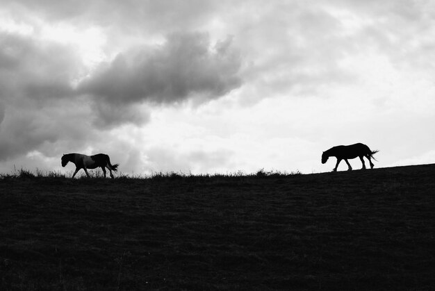 Silhouette de cheval sur le champ contre le ciel