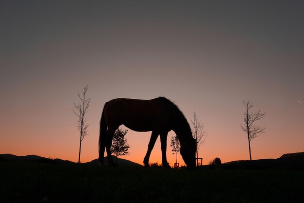 silhouette de cheval dans la campagne et beau fond de coucher de soleil