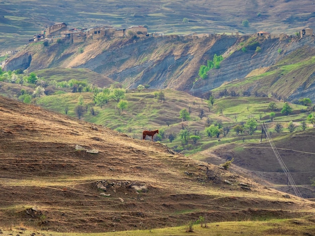 La silhouette d'un cheval solitaire broute à flanc de montagne. Paysage rural d'été. Village de montagne du Daghestan Chokh.