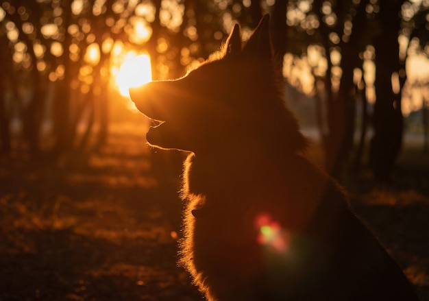 Silhouette de chien au beau coucher de soleil doré
