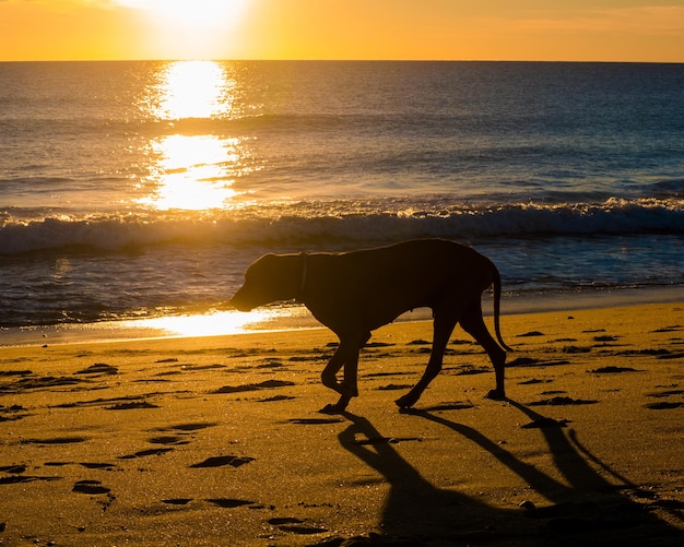 Silhouette de chien marchant sur la plage au coucher du soleil