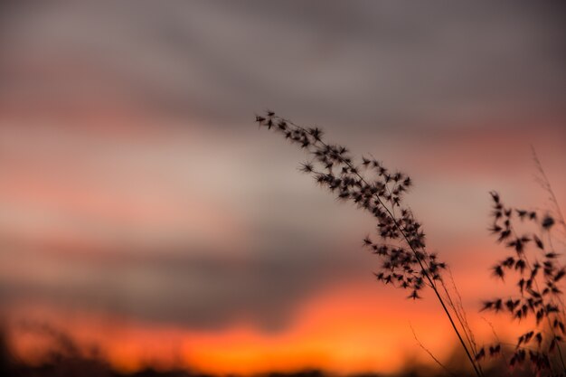 Silhouette de ciel du soir