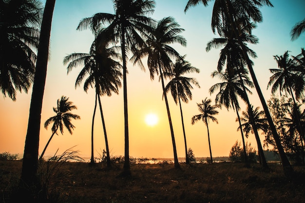 Silhouette de cocotiers sur la plage au coucher du soleil. Ton vintage.