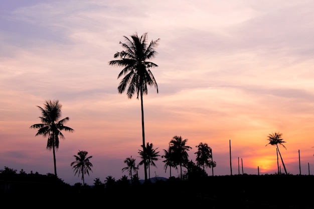 Silhouette de cocotiers avec twinkight aky