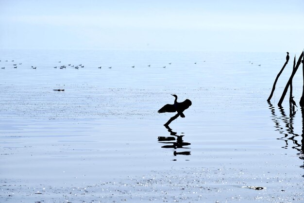 Silhouette de cormorans en train de bronzer sur une bûche dans une image d'un lac