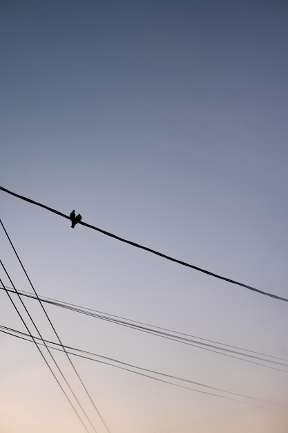 La silhouette de deux oiseaux assis proches l'un de l'autre en forme de cœur sur un fil électrique